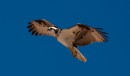 An osprey returning to its nest on Isla San Francisco.