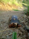 Turtle on the trail down to Anse de Colombier