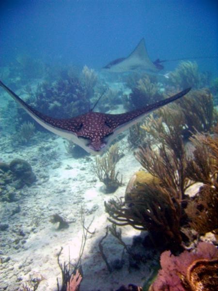 Spotted Eagle Ray at Judy