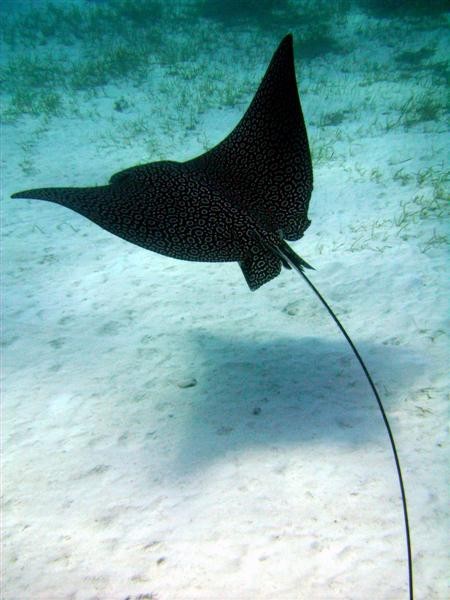 Spoted Eagle Ray