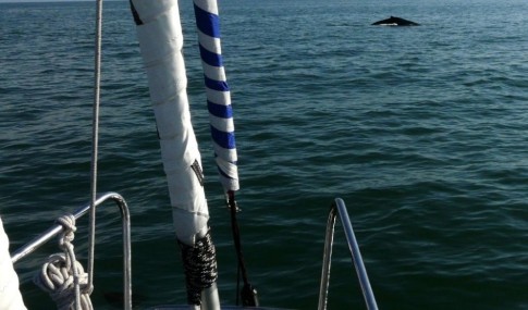 A humpback whale crosses our path in the Santa Barbara Channel.