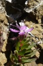 Despite the incredible dryness there are a few flowers to be found here and there.
