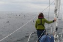 Beth watches a huge pod of hundreds of dolphins swimming ahead of the boat.