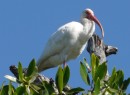 This is a white ibis.