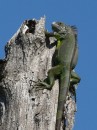 We saw many iguanas.  This fellow was about 3 feet long.