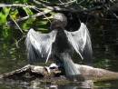 This is an anhinga in a mating pose.