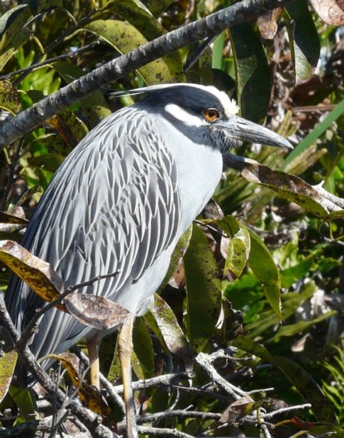 Another yellow-crowned night heron.