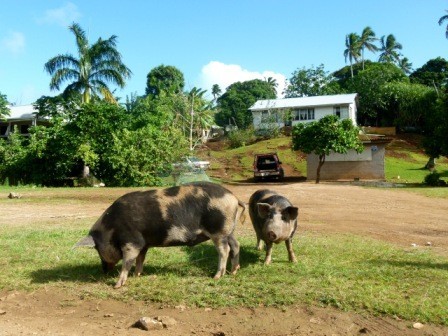 Pigs galore roaming the streets and yards.