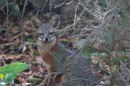 We were luck to spot a rare island fox!  He dashed across the trail and then watched us from a safe distance.  We heard later they are curious about people but are seldom seen.