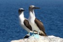 This pair of curious blue footed boobies did everything together like they were watching a ping pong match  -  lok left, look right, look left . . .