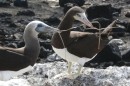 This pair of brown boobies were playing a little game with nesting material, possibly starting work on a new home.  This may be part of their mating ritual.