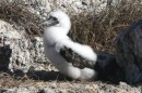 This fluff ball is a brown footed boobie.