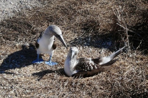 We watched as this pair of blue footed boobies changed watch on egg warming duty.  When one rose we saw a tiny new chick that much have just hatched.