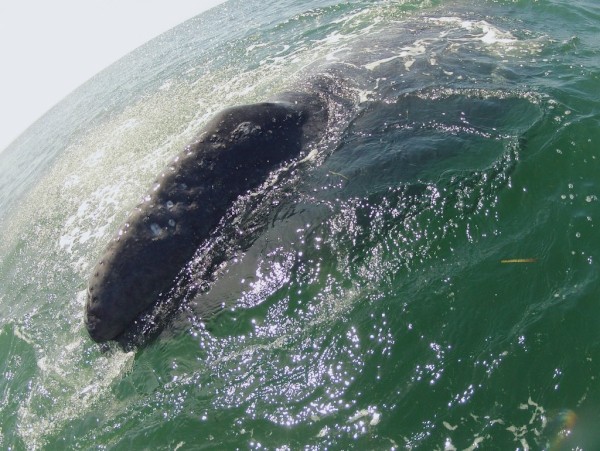 Gray whale calf lifting its head.