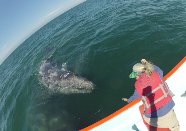 Gray whale calf approaches Beth.