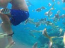 Swimming with the fish at caves on Norman Island