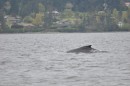 Gray whales near Saltspring Island