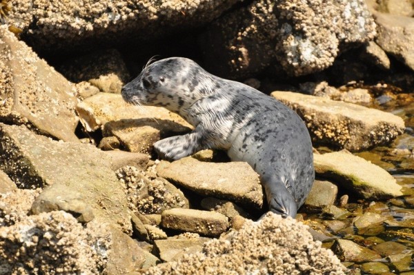 Baby Seal at Fossil Bay