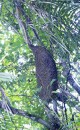 Honey comb/hive hanging from the tree. Central Bangka