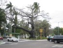 Beautiful Tree on Street near Cemetary, Nassau