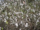 Cotton Growing Wild on Little Farmer
