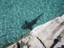 One of the 15 or so Nurse Sharks that Hang Out at Staniel Cay yacht Club