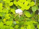Flower? No. Hermit crab in bush