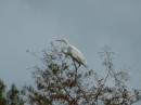 Showy Egret in tree