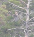Juvenile bald eagle at Degray Lake