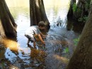 Adler trying to catch water bugs at Caddo State Park.