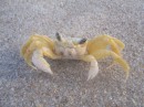 Vero Beach crab.