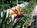Bird of Paradise...there are several of these plants in the lovely gardens.