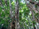 Canopy of the Banyan tree.