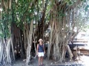 Jane surrounded by a large Banyan tree.
