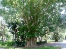 A small Banyan tree.