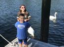 A pair of swans making friends with Kaylie and Matthew