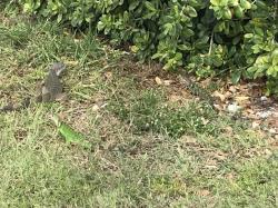 Three little iguanas: while walking