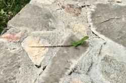 Little iguana out to check out the post storm scene.