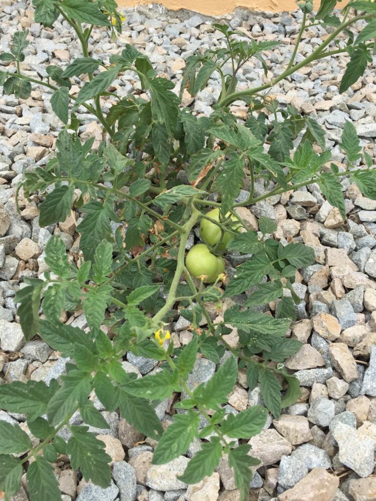 A tomato plant Bob found, adopted and is watering!