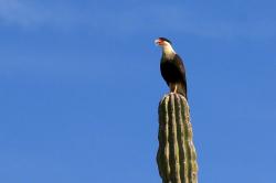 Crested caracara talking to us.