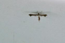 This is a plume moth. Not a great picture but I had never seen anything like it. Would not have guessed it was a moth but the entomologist on the boat of course knew exactly what it was.