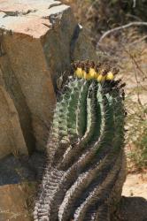 A Barrel cactus - maybe Ferocactus townsendianus