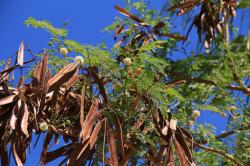 Mimosa tree and pods