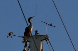Cormorant on its perch.