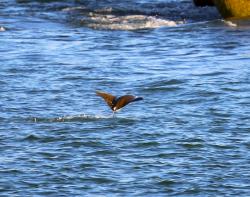 Mobula ray in action