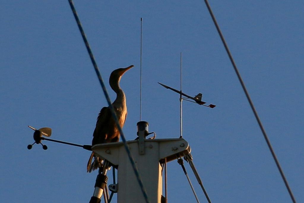 Cormorant on its perch.