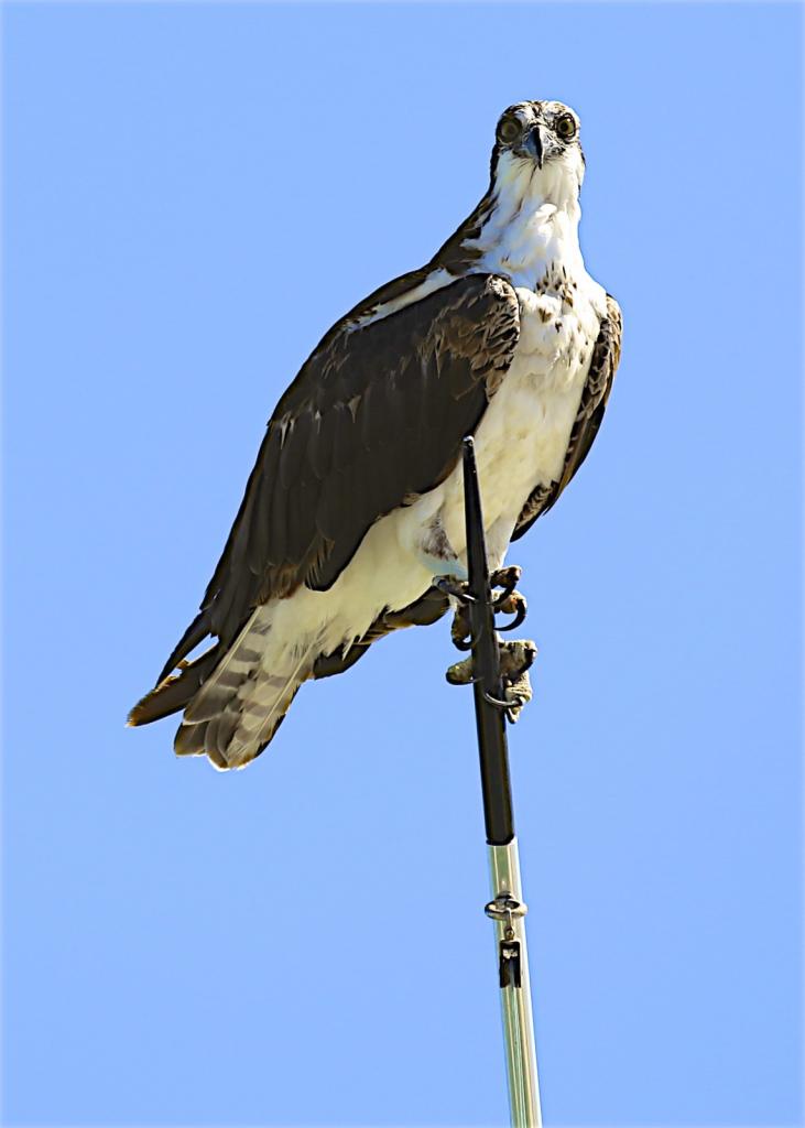 Osprey perched on outrigger pole