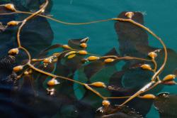 Kelp in Turtle Bay