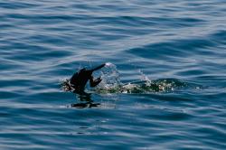Cormorant diving in
