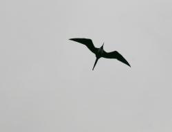 Frigate bird